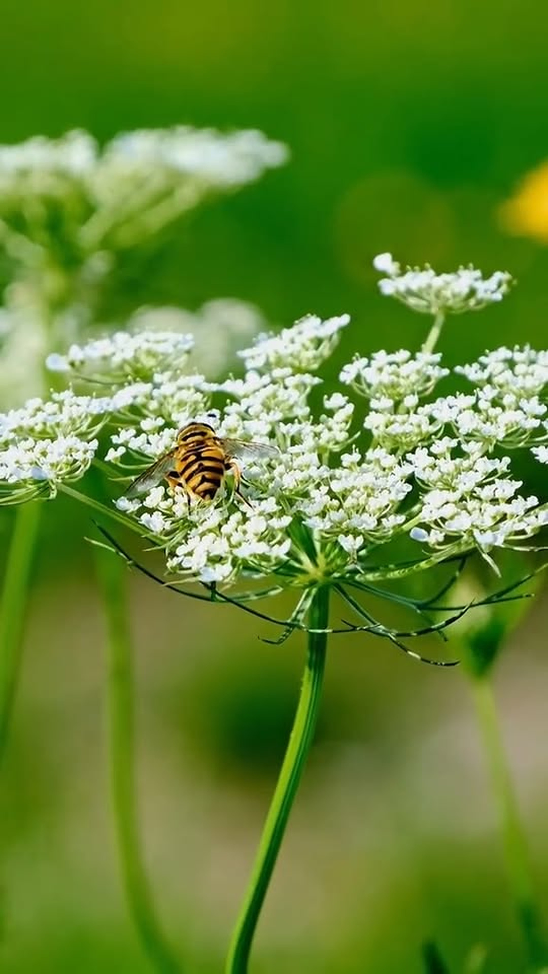 N0203186 แม อยากจ บค ให กสาว #มายป ณย ปานวาด #ละครส #ละครไทย #ละครส นสะ... part 2