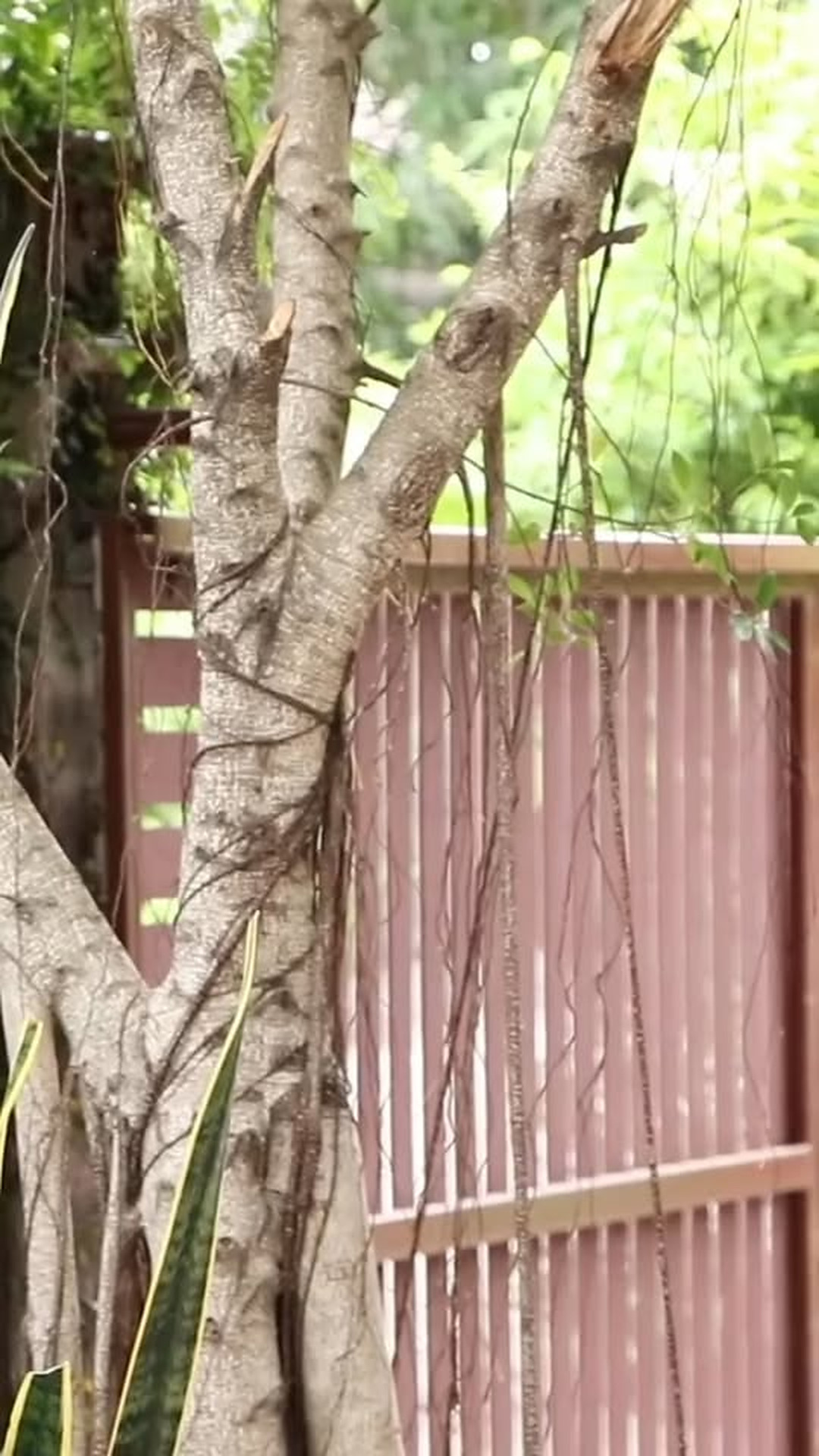 N0303842 ของฝากจากเพ อนเก part 2